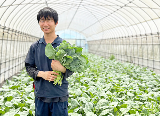 やわらかくてサラダでも食べやすいソフトケール